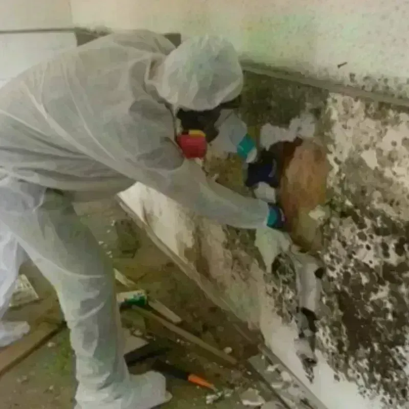 Mold Remediation and Removal in East Norwalk, CT